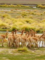 Preocupa en Argentina la amenaza que sufren los humedales por la minería del litio