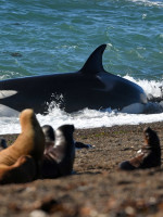 Temporada de orcas: la comarca de Península Valdés festeja con diversas actividades 