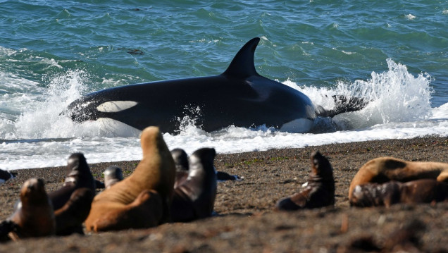 imagen Temporada de orcas: la comarca de Península Valdés festeja con diversas actividades 