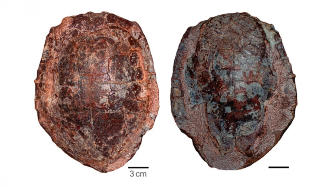 Describen una nueva especie de tortuga del Cretácico 