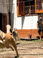 Cada vez con más demanda: cómo son y cuánto cuestan los hoteles para perros y gatos