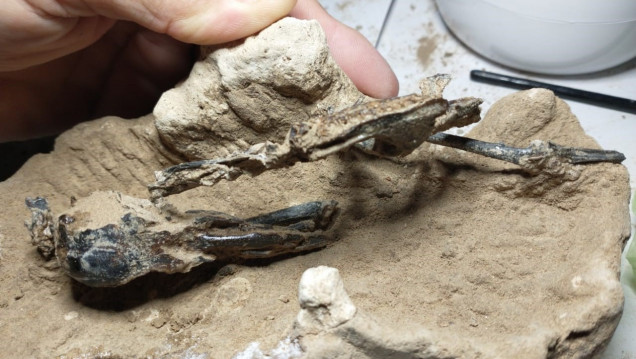 imagen Hallaron el fósil de pájaro carpintero más completo de Sudamérica