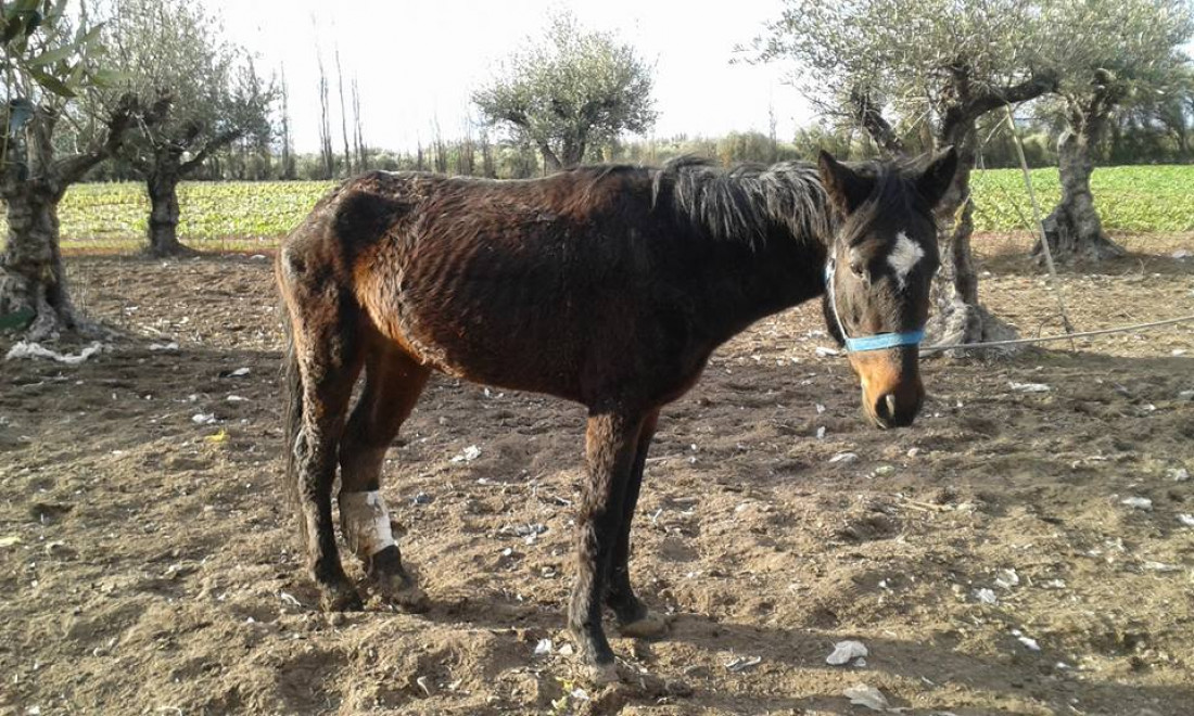 "Pempa", la ONG que trabaja contra el maltrato a los caballos