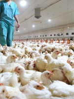 Gripe aviar: Salud emitió recomendaciones ante la detección de nuevos casos de aves enfermas