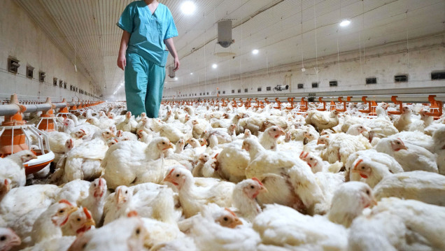 imagen Gripe aviar: Salud emitió recomendaciones ante la detección de nuevos casos de aves enfermas