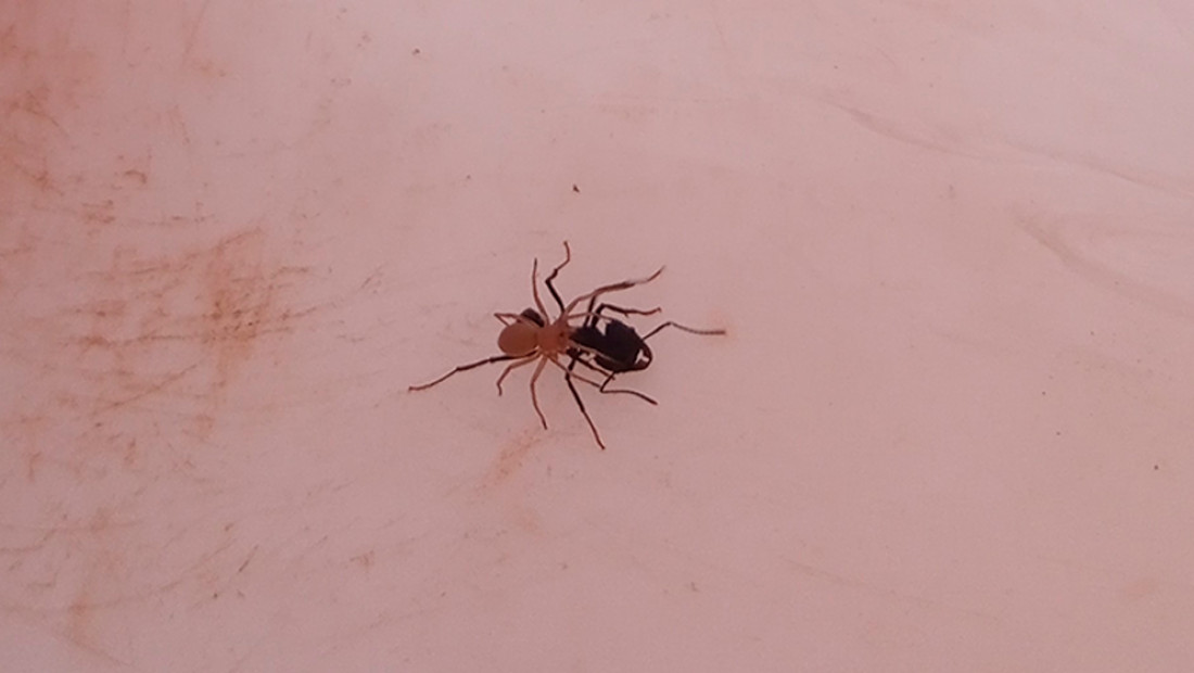 Descubren en Mendoza una singular araña que "viaja" arriba de las hormigas