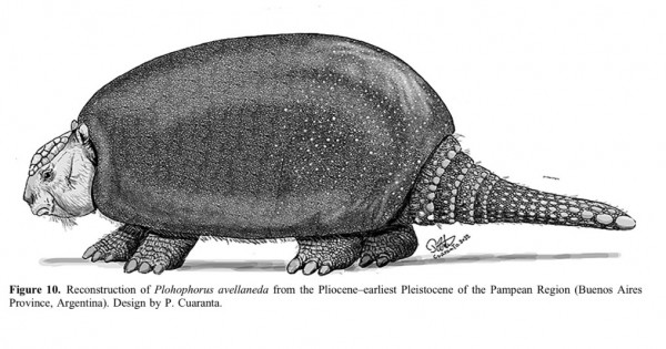 Describen una nueva especie de gliptodonte en Argentina - Unidiversidad