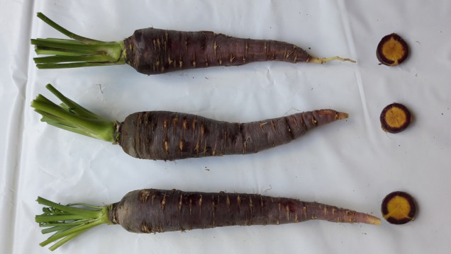 imagen Los secretos de la zanahoria morada estudiada en Mendoza
