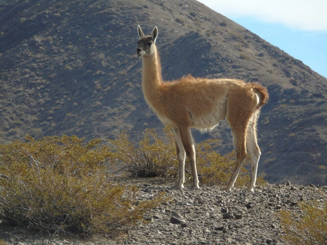 La caza afectó la diversidad genética de los guanacos durante los últimos 2000 años