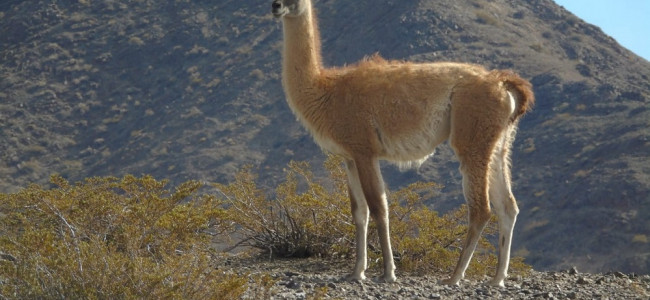 La caza afectó la diversidad genética de los guanacos durante los últimos 2000 años