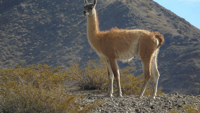 imagen La caza afectó la diversidad genética de los guanacos durante los últimos 2000 años