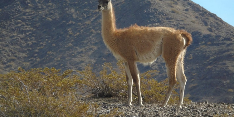 La caza afectó la diversidad genética de los guanacos durante los últimos 2000 años