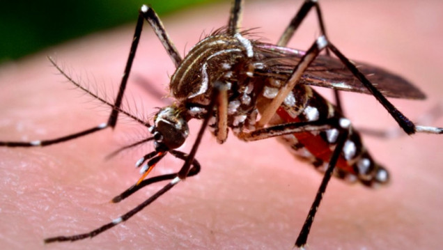 imagen Descubren cómo el virus del Zika usa el sistema de defensas humano para avanzar con la infección
