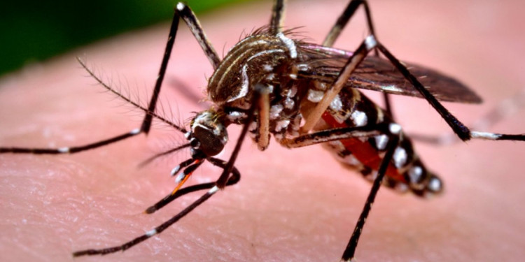 Descubren cómo el virus del Zika usa el sistema de defensas humano para avanzar con la infección