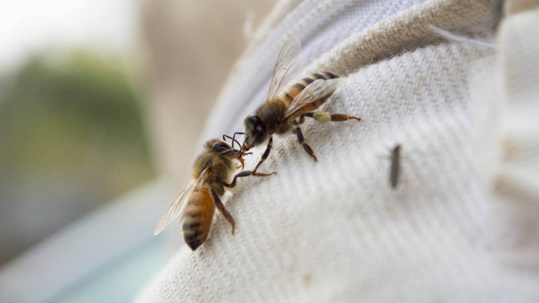 La labor de las abejas impacta en forma positiva en el 75% de los alimentos 