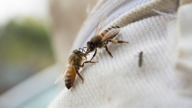 imagen La labor de las abejas impacta en forma positiva en el 75% de los alimentos 