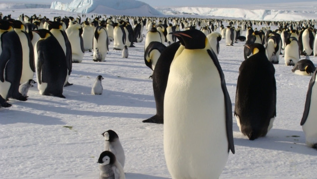 imagen Antártida: el deshielo precoz pone en peligro al pingüino emperador