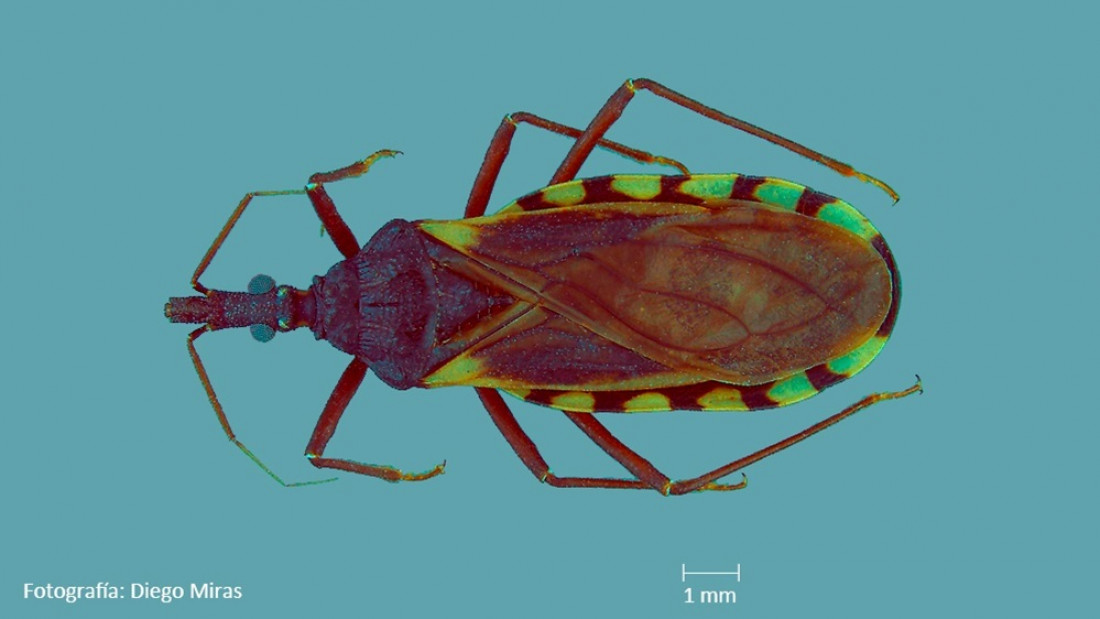 Chagas: analizan avances y dificultades que persisten en la lucha contra esta enfermedad