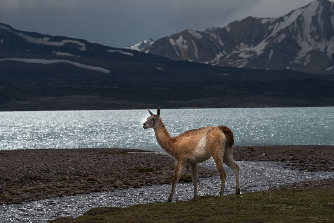 Cómo sacar el ticket on-line para ingresar al Parque Provincial Aconcagua y a las áreas naturales de Mendoza