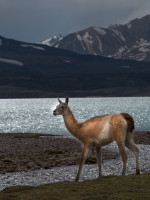 Cómo sacar el ticket on-line para ingresar al Parque Provincial Aconcagua y a las áreas naturales de Mendoza