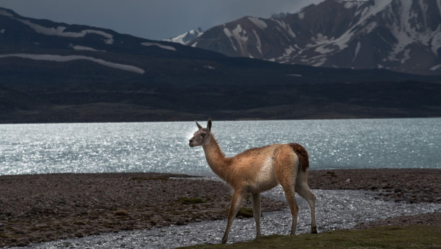 imagen Cómo sacar el ticket on-line para ingresar al Parque Provincial Aconcagua y a las áreas naturales de Mendoza