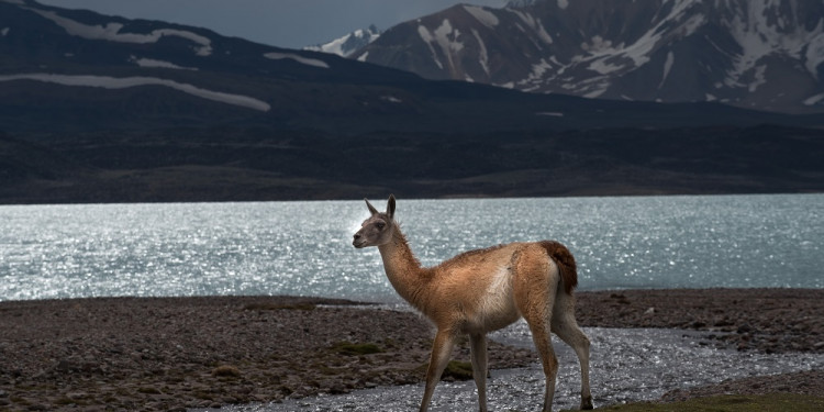 Cómo sacar el ticket on-line para ingresar al Parque Provincial Aconcagua y a las áreas naturales de Mendoza