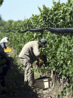 Cooperativas mendocinas participan en un proyecto que impulsa la agricultura regenerativa