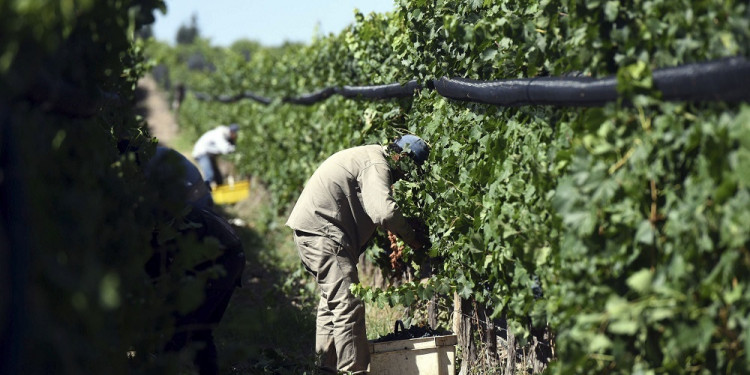 Cooperativas mendocinas participan en un proyecto que impulsa la agricultura regenerativa