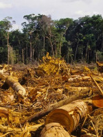 Acción climática: solo 8 de los 20 países con mayor deforestación establecieron objetivos concretos