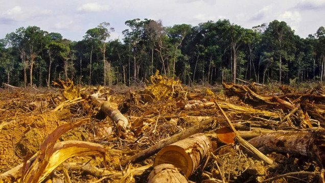 imagen Acción climática: solo 8 de los 20 países con mayor deforestación establecieron objetivos concretos