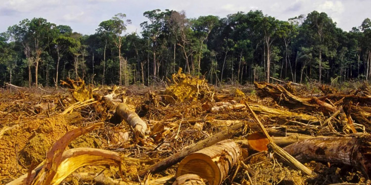 Acción climática: solo 8 de los 20 países con mayor deforestación establecieron objetivos concretos