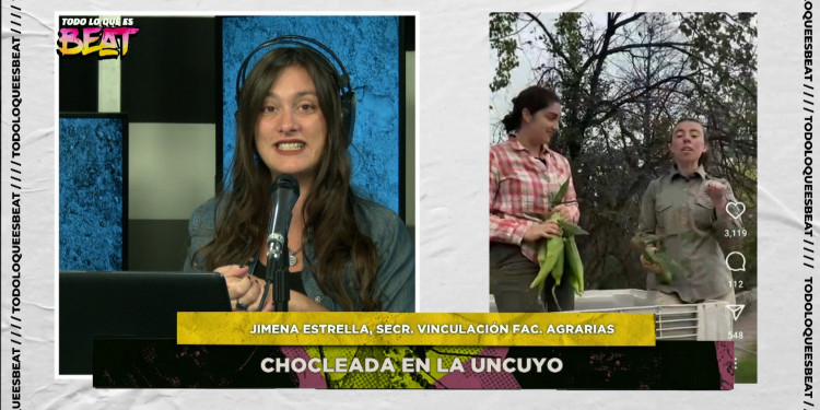 Chocleada en la UNCUYO: habrá cosecha, calicatas, drones y hasta humita