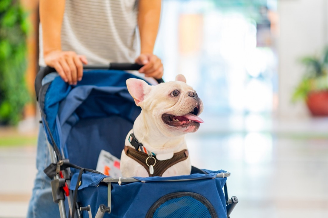  "Perrhijos" y "gathijos": ¿qué tan recomendable es humanizar a las mascotas?