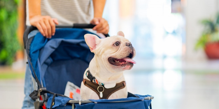  "Perrhijos" y "gathijos": ¿qué tan recomendable es humanizar a las mascotas?