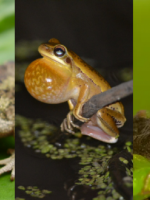 En menos de 10 años se perdieron tres especies de sapos y ranas