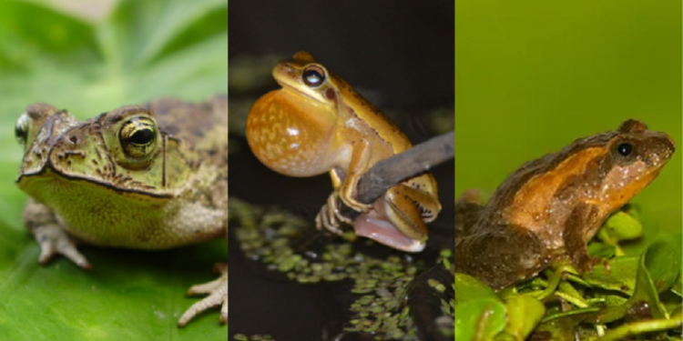 En menos de 10 años se perdieron tres especies de sapos y ranas