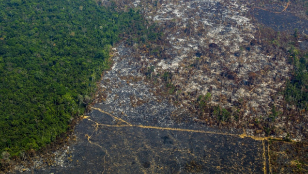 imagen La Amazonía conforma "un sistema interconectado de impresionante riqueza" en Sudamérica