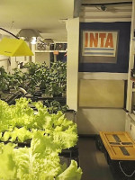 Germinaron los primeros plantines hortícolas en la Antártida Argentina