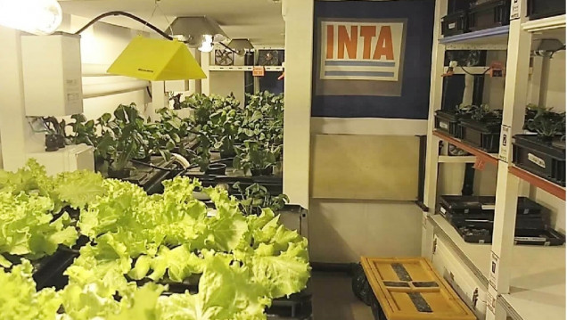 imagen Germinaron los primeros plantines hortícolas en la Antártida Argentina