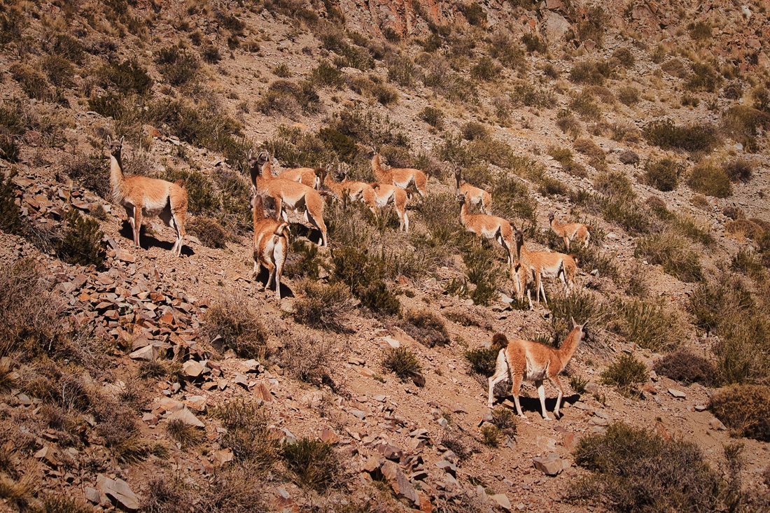 Salvar la fauna, proteger el futuro: Mendoza rescató 16.000 animales en una década