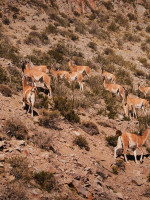 Salvar la fauna, proteger el futuro: Mendoza rescató 16 mil animales en una década