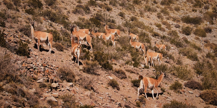 Salvar la fauna, proteger el futuro: Mendoza rescató 16.000 animales en una década