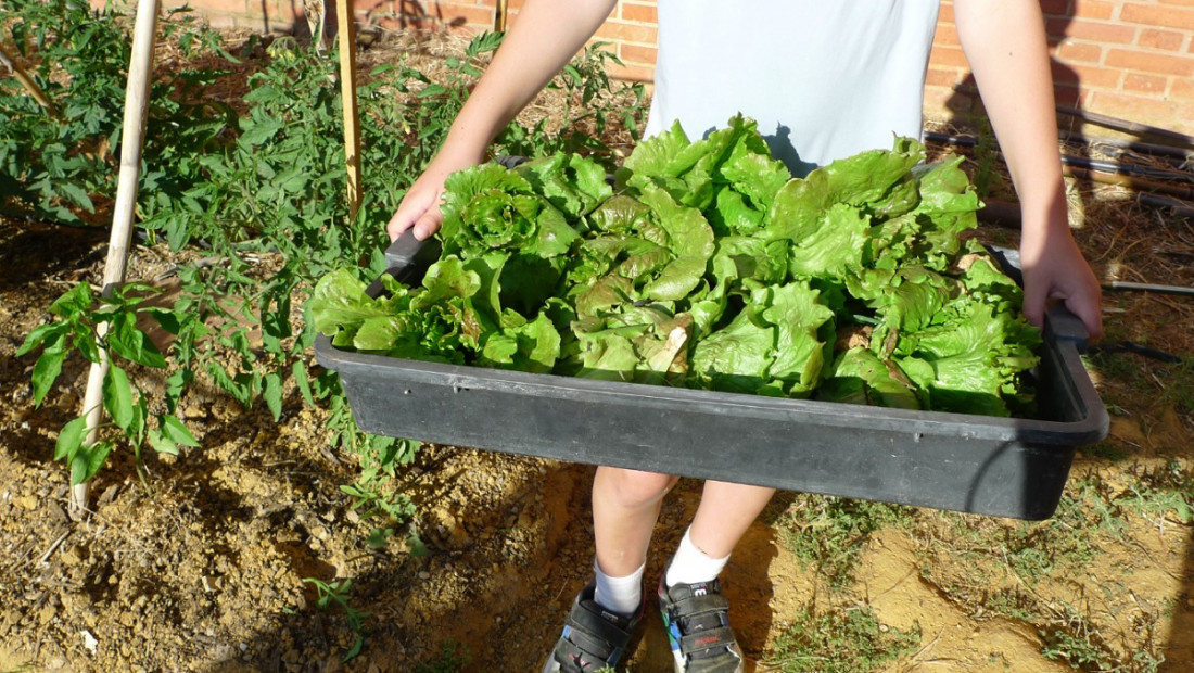 Huertas urbanas: surgen como opción alimentaria en tiempos de crisis, pero no tienen impulso nacional