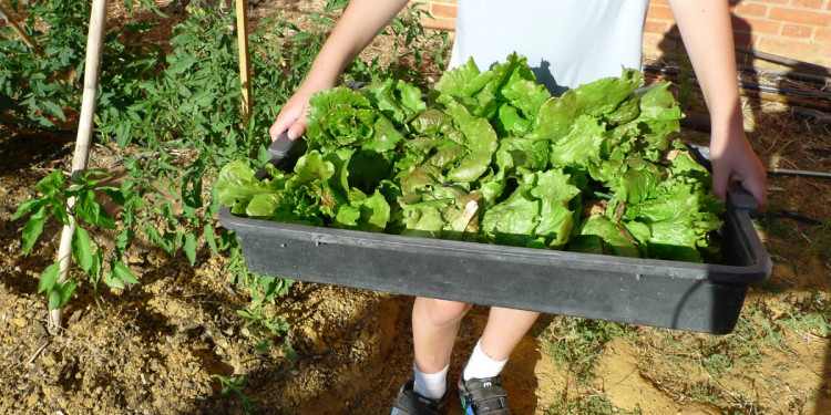 Huertas urbanas: surgen como opción alimentaria en tiempos de crisis, pero no tienen impulso nacional