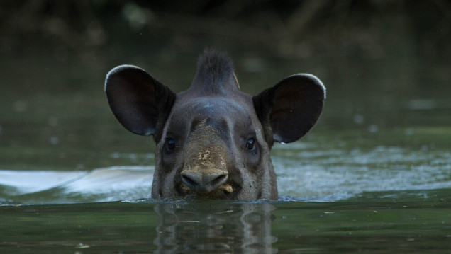 imagen Comprueban el rol fundamental de una especie vulnerable en la conservación de bosques argentinos