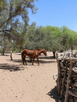 BlackSun, el proyecto de estudiantes de Mendoza que busca revolucionar la captación de agua en zonas áridas