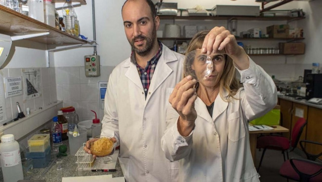 imagen Equipo científico argentino desarrolla materiales biodegradables para envases de alimentos