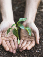 ¿Plantar más árboles es una estrategia eficiente contra el cambio climático?