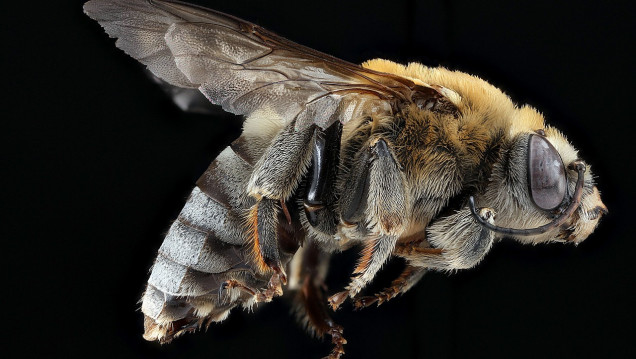 imagen Se inspiran en abejas para fabricar un prototipo de avión