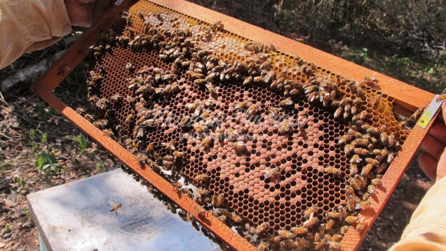 imagen Abejas y apicultura, bajo amenaza de los agrotóxicos